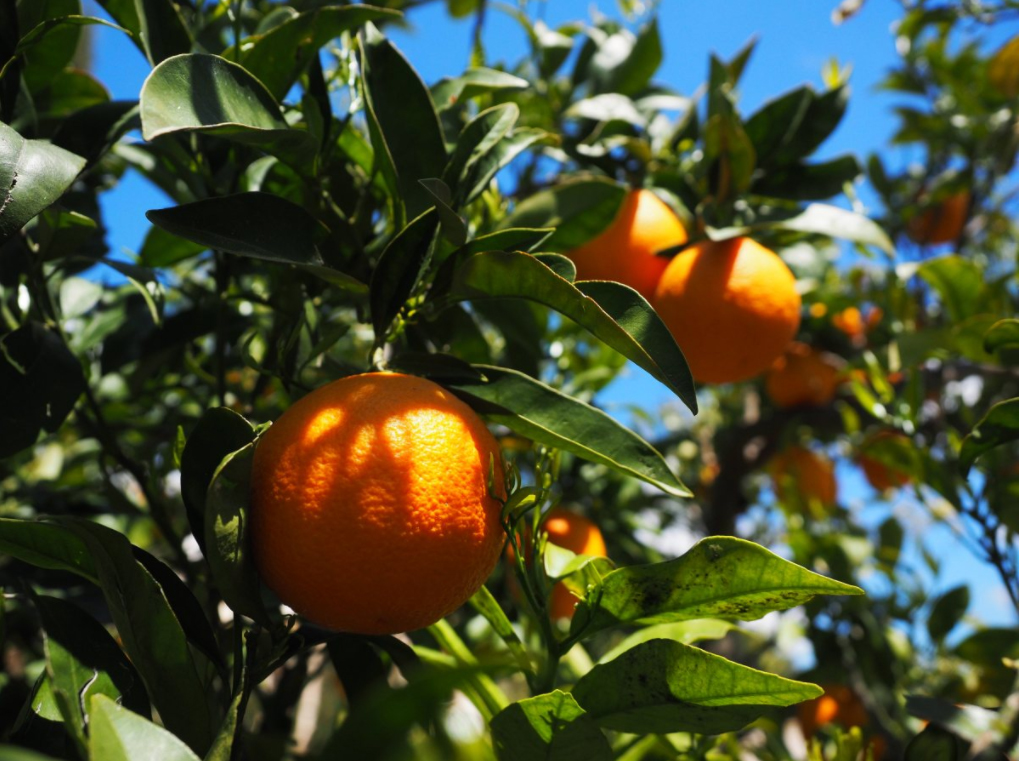 plantação de laranja bahia